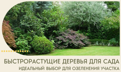 Быстрорастущие деревья для сада идеальный выбор в Сыктывкаре