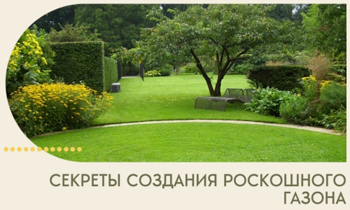 Секреты создания роскошного газона в Сыктывкаре